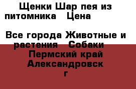 Щенки Шар пея из питомника › Цена ­ 25 000 - Все города Животные и растения » Собаки   . Пермский край,Александровск г.